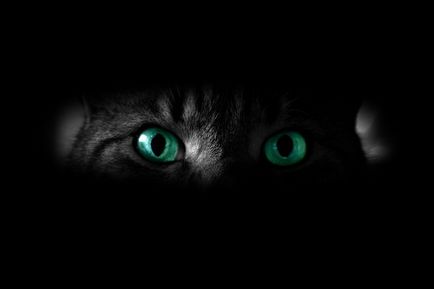 Care este viziunea unei pisici - culoare sau mondial alb-negru de ochi de pisica
