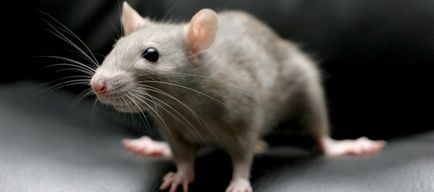 Ce miros se tem de șoareci și șobolani