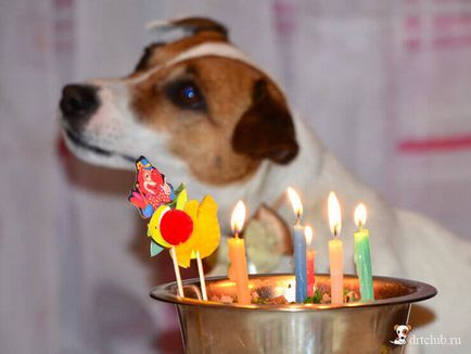 Cum de a organiza ziua de naștere a câine, drtclub