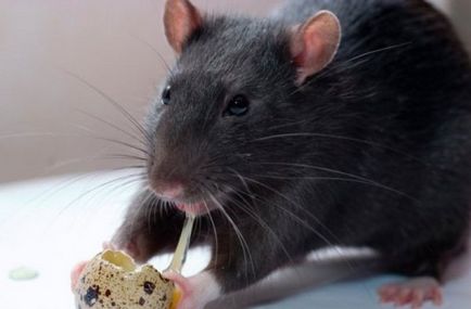 Cum de a speria șobolani și șoareci din remediile populare casa si ierburi