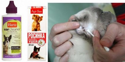 Cum pentru a curăța urechi de pisică acasă, faci asta, cum să se spele corect, ștergeți și