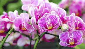 Cum să se hrănească și fertiliza orhidee la domiciliu