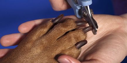 Cum să taie unghiile de câini în mod corespunzător în mediul video de interior