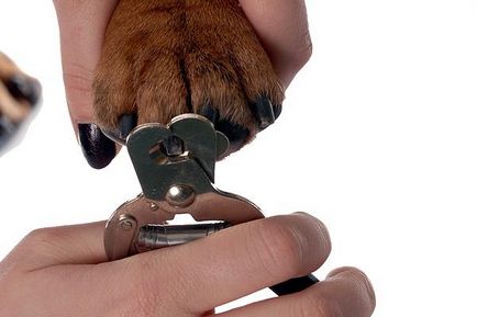 Cum să taie unghiile câinele cum să se ocupe în mod corespunzător unghiile de la domiciliu, cât de des, în cazul în care nu