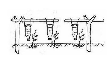 Pe măsură ce frecvența de castraveți și tehnici de udare, inclusiv sticla de irigare prin picurare și cum să crească o legumă