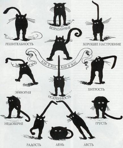 Cum să înțeleagă limba pisicii