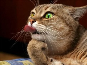 Cum să înțeleagă limba de pisici