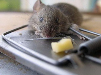 Cum de a prinde un șoarece într-un apartament, cum să scape de rozătoare o dată pentru totdeauna