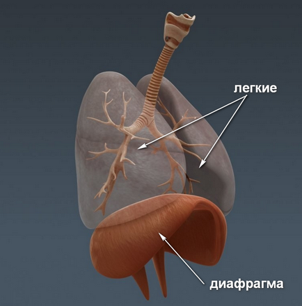 Cum de a respira corect diafragma, îmbunătățirea sistemului respirator școlar