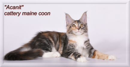 Cum de a pedepsi un blog pisica - Maine Coon Crescatoria