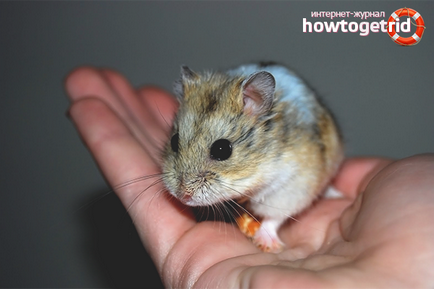Cum de a îmblânzi un hamster în mâini