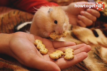 Cum de a îmblânzi un hamster în mâini