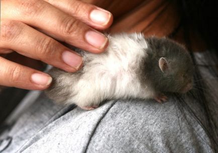 Cum de a preda un hamster în mână, îmblânzirea Jungar și hamsteri sirieni