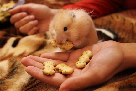 Cum de a preda un hamster în mână, îmblânzirea Jungar și hamsteri sirieni