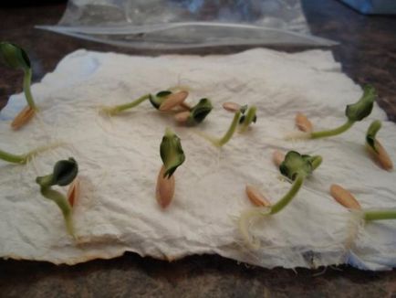 Cum să germineze semințe înainte de plantare castraveți