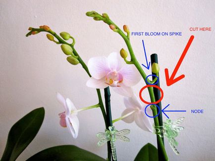 Cum propagate orhidee Phalaenopsis