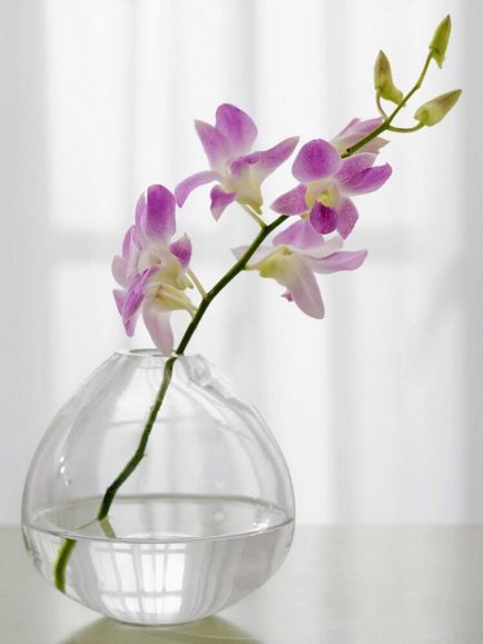 Cum propagate orhidee Phalaenopsis