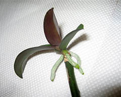 Cum se multiplica Phalaenopsis orhidee