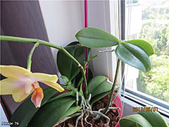 Cum se multiplica Phalaenopsis orhidee