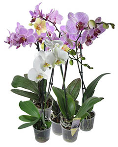 Cum se multiplica Phalaenopsis orhidee