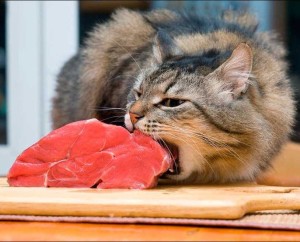 Cum de a face mâncare pentru pisici produse alimentare la domiciliu uscată și umedă