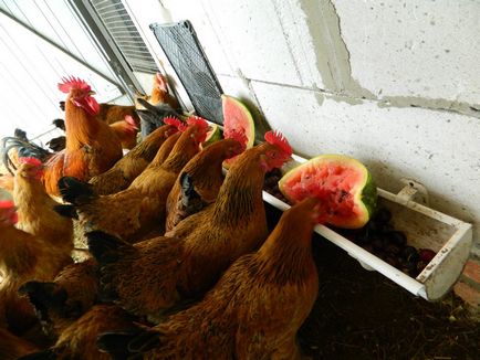 Cum sa faci un alimentator de pasăre pentru puii de găină cu mâinile lor - primele 10 opțiuni!