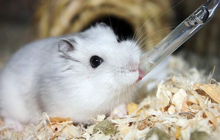 Cum sa faci o sticla de apa la hamster cu propriile sale mâini la domiciliu