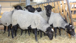 Cum să păstrați nuanțele de creștere a ovinelor oi la domiciliu pentru incepatori, reguli