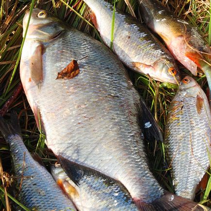 Cum de a păstra peștele pe o excursie de pescuit, fără refrigerare