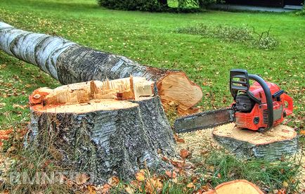Cum să taie un copac în temeiul legii și nici o sancțiune