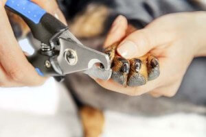 Cum să taie unghiile câine unghiile tunsoare dreapta și au grijă de ei, mașini de tuns pentru câini