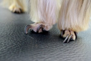 Cum să taie unghiile câine unghiile tunsoare dreapta și au grijă de ei, mașini de tuns pentru câini