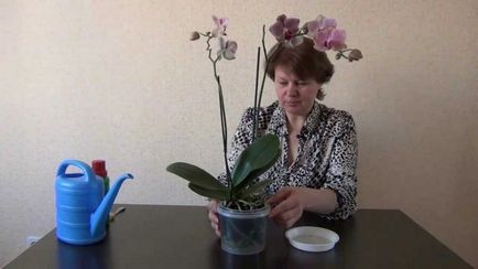 Cum de a fertiliza orhidee la domiciliu