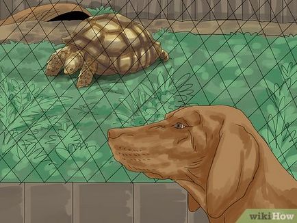 Cum să aibă grijă de o broască țestoasă