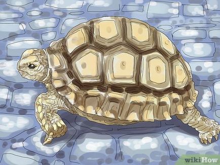Cum să aibă grijă de o broască țestoasă