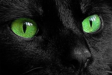 Cum pentru a vedea pisica pisici -Poti văd în întuneric