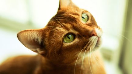 Cum pentru a vedea pisicile lumea noastră, o descriere a caracteristicilor, imagini, videoclipuri