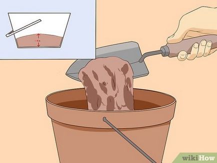 Cum să crească semințe de la domiciliu