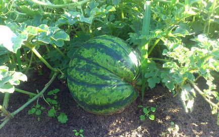 Cum să crească un pepene verde la cabana din zona de mijloc a experienței personale în grădină ()