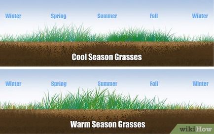 Cum să crească iarba de gazon