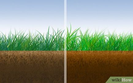 Cum să crească iarba de gazon