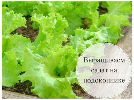 Cum să crească o salata la domiciliu pe un pervaz