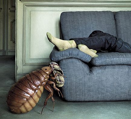 Cum de a aduce insectele de pe canapea proprii remedii populare, video