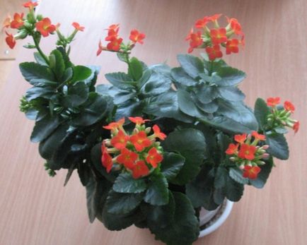 Cum de a face Kalanchoe flori, Florarie Consulting