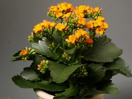 Cum de a face Kalanchoe flori, Florarie Consulting