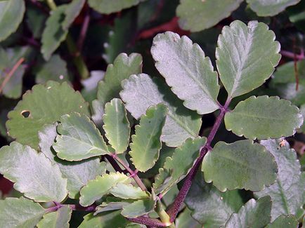 Kalanchoe - îngrijire la udare acasă, tăiere, transplantare, fertiliza