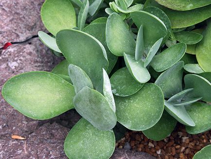 Kalanchoe - îngrijire la udare acasă, tăiere, transplantare, fertiliza