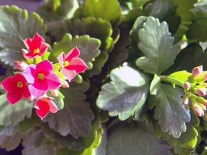 Kalanchoe - îngrijire la udare acasă, tăiere, transplantare, fertiliza