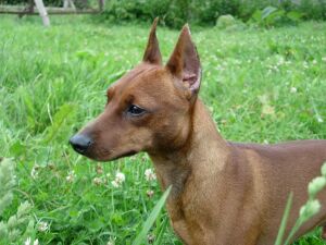 Miniature Pinscher - Doberman de buzunar