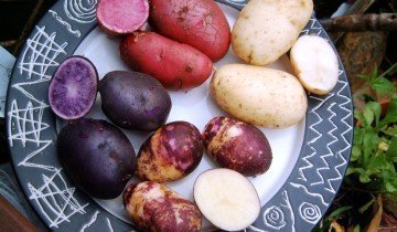 Cartofi de sămânță pentru a produce soiuri de elită